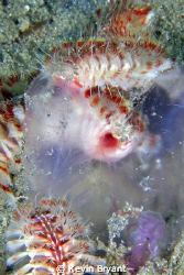 The jellies have been an issue of late.  Seems the only t... by Kevin Bryant 